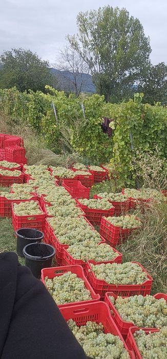 Strugurii de vin albi.