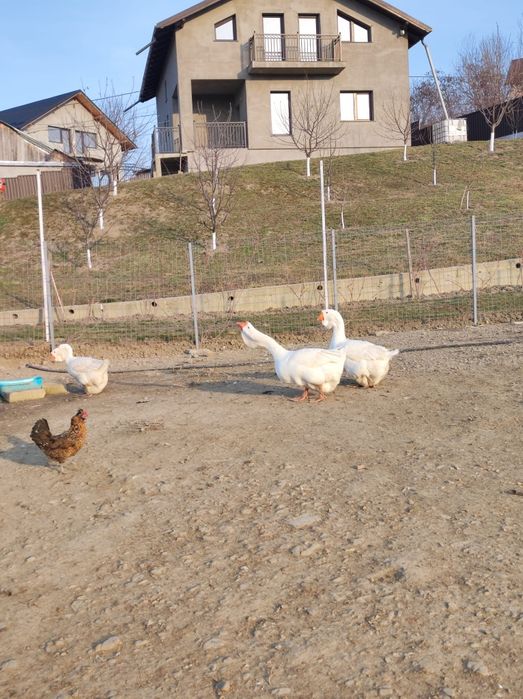 Gâște holmogor originale