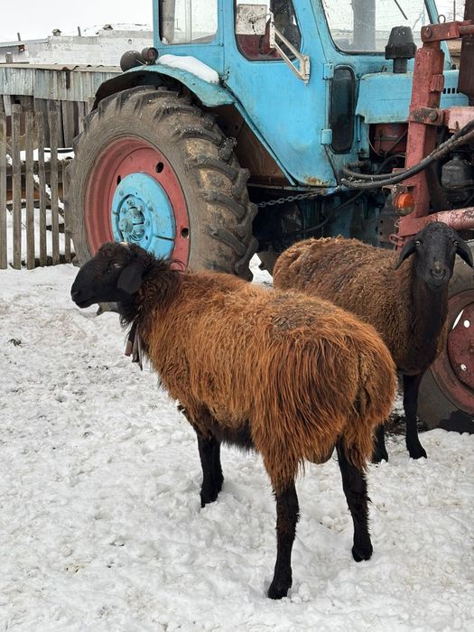 Үлкен тоқтылар сатылады