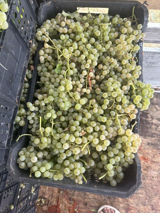 Struguri pentru vin