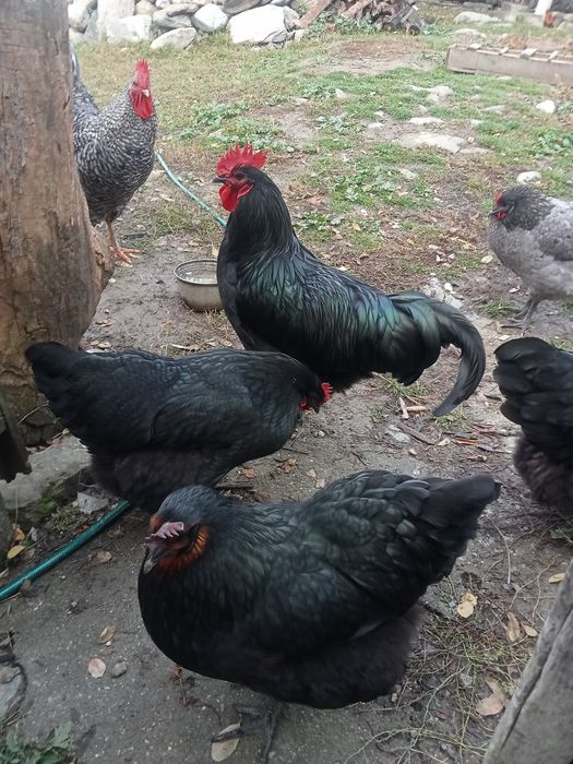 Vând oua pentru incubat