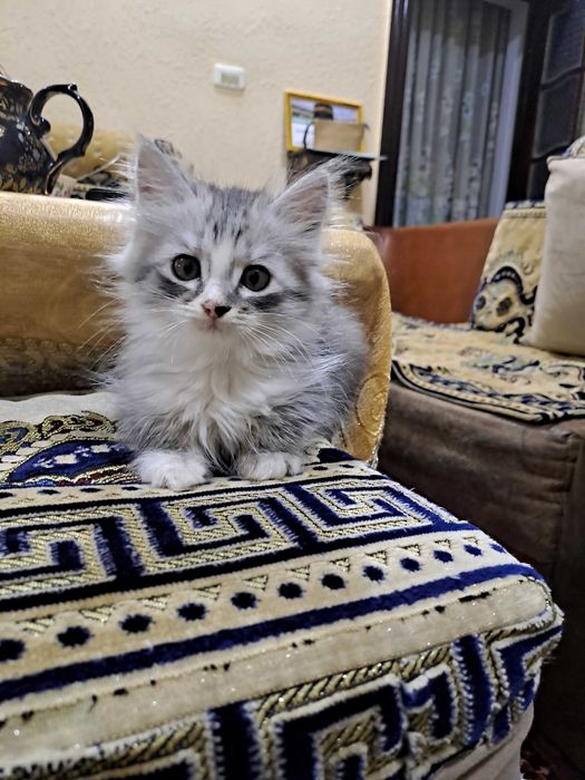 котята в Ургенче