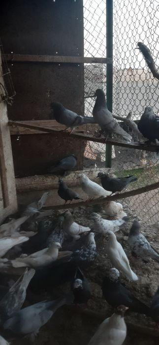 Голуби бакинские пара