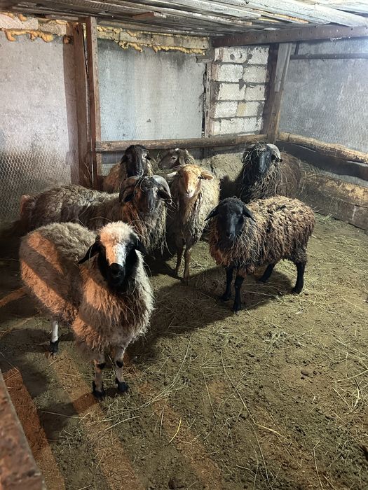 Продаем баранов, оптовая цена