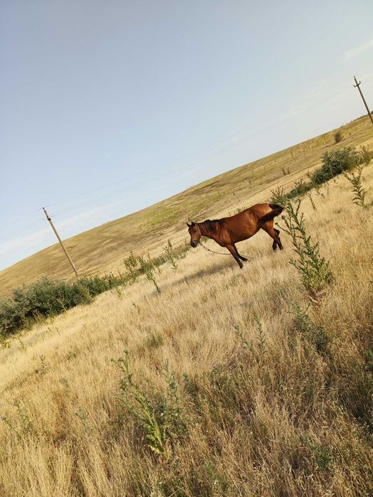 Vand iapă cuminte și foarte ascultătoare