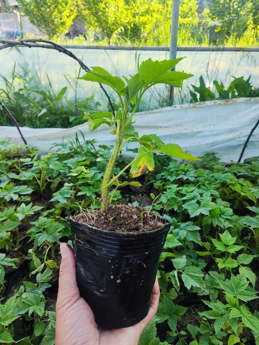 Малина сорт Делнива, Маравилла, Маргаритта, Полка, Полана , Энросадира