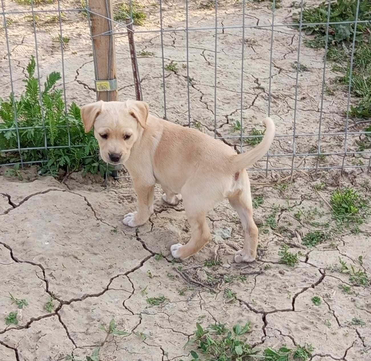 Cautam familii iubitoare pentru 5 fetite de 3 luni