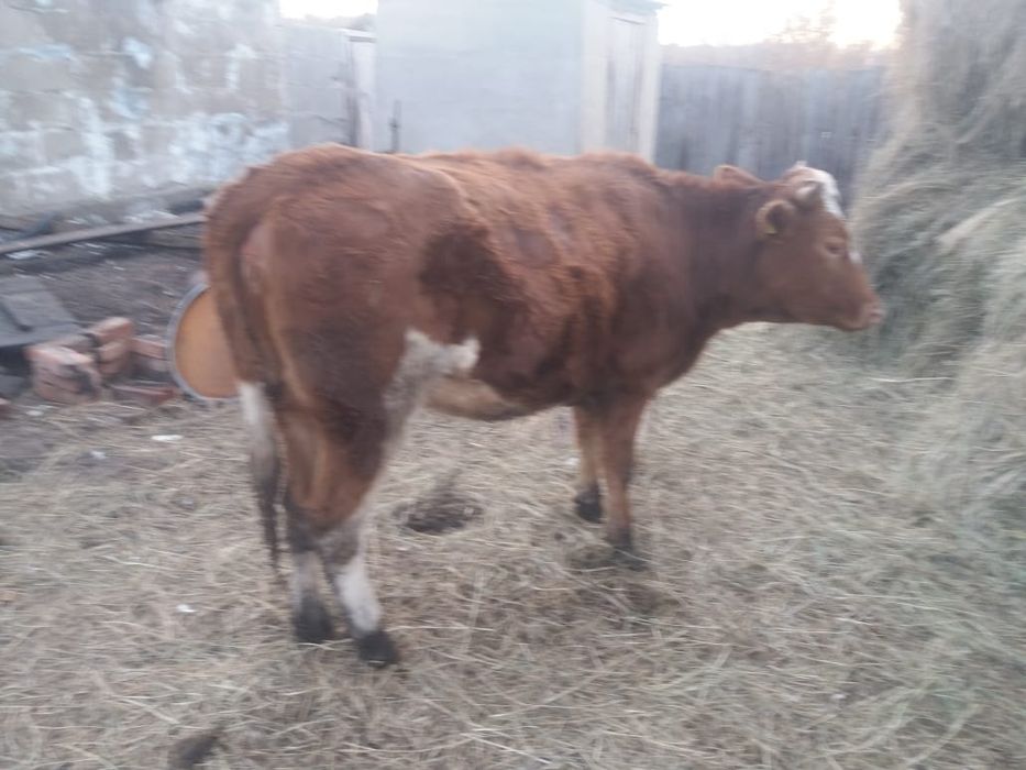 Продам телку 380000