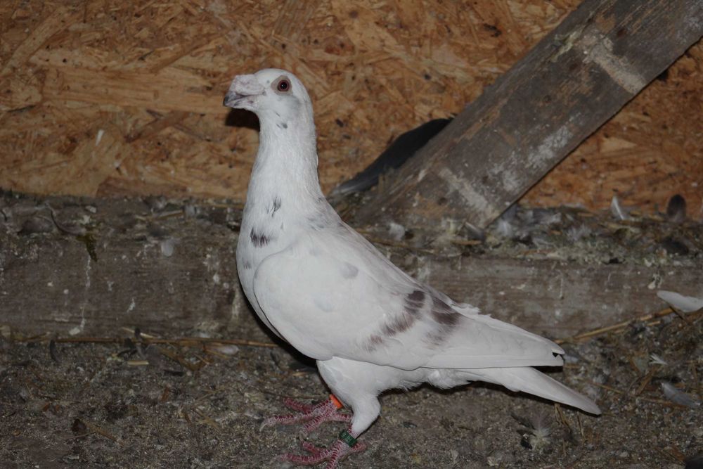 porumbei duduros