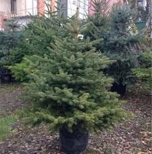 Vând brqzi verzi și arginti la ghiveci