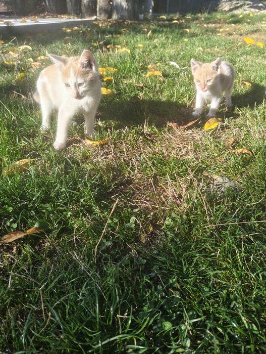 Adopție pisoi  jucăuși