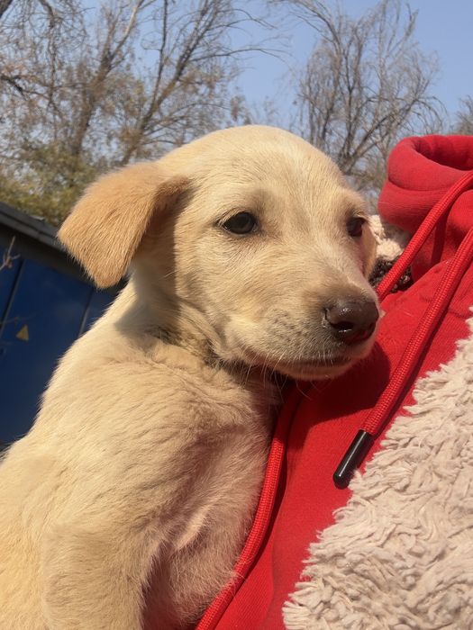 Щеночки в поисках семьи