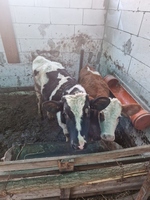 Vand o vitica si un vitel