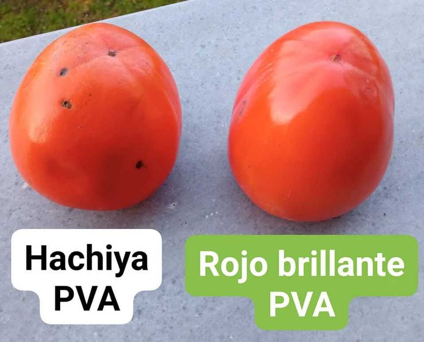 Райска ябълка Налични 3 сорта сорт  Фую , Рохо Брилянте и ХАЧИА