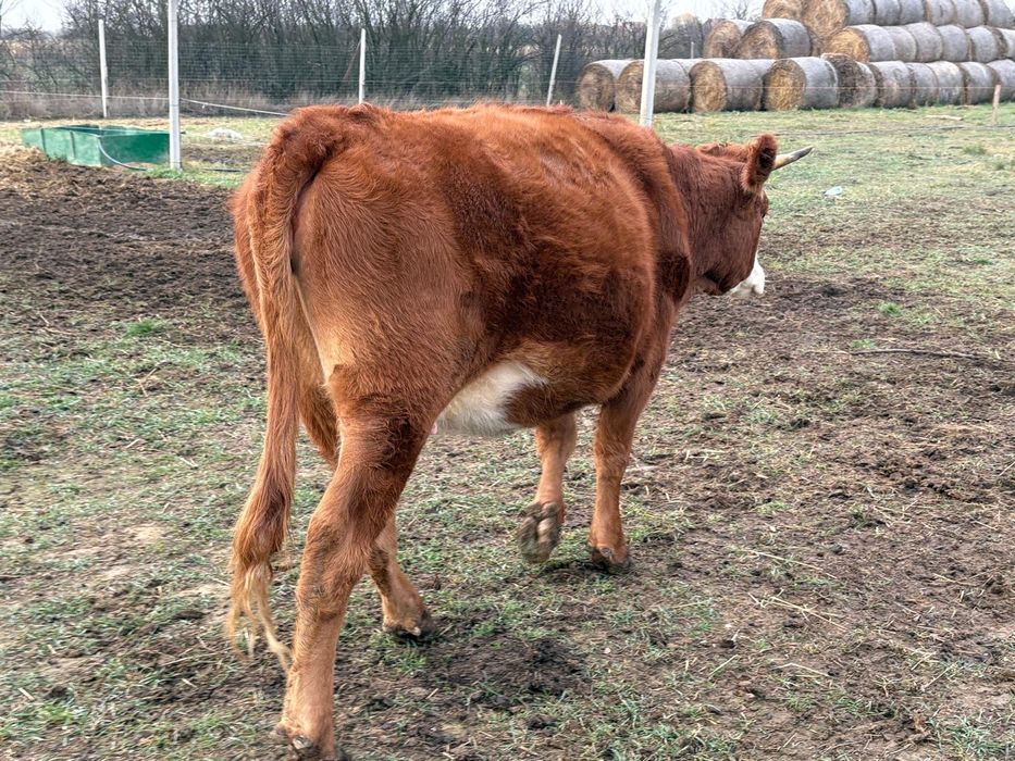 Vitele gestante de vanzare