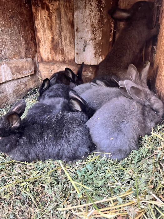 Vând puii de iepure