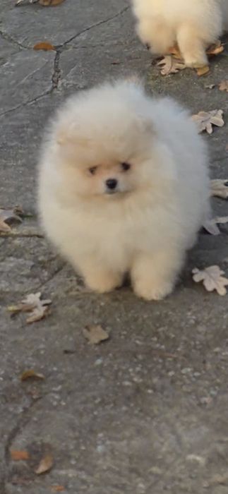 Померан,померанче мини момченца!