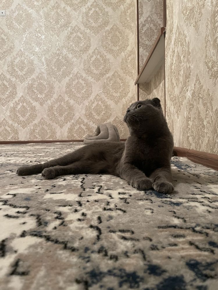 Mushuk scottish fold pasporti bor skottish fold