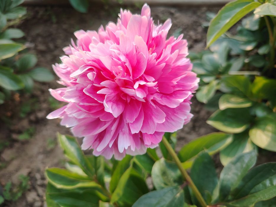 Rizomi Bujori(Peonie) Monsieur Jules Elie