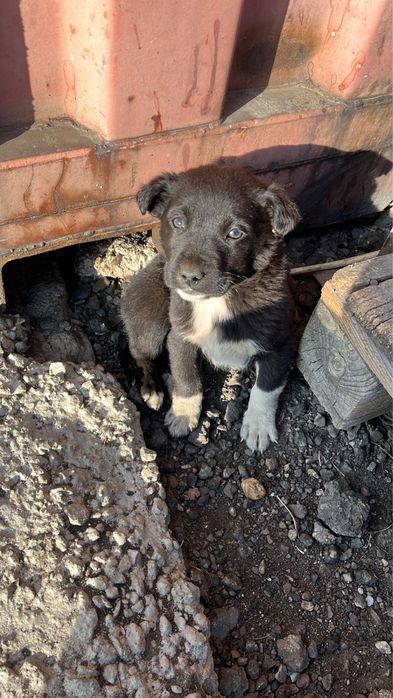 Пристраиваются щенята 1 мес