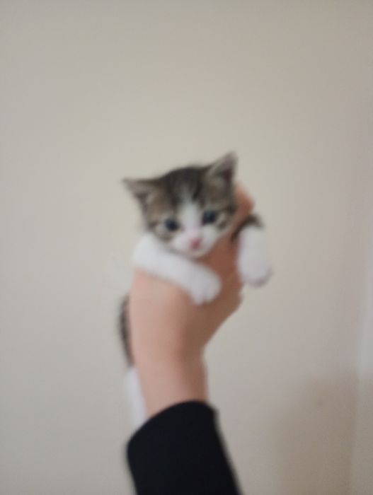 Pui de pisică de 3 săptămâni