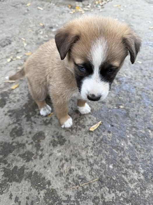 Ofer spre adoptie 6 catelusi de 2 luni