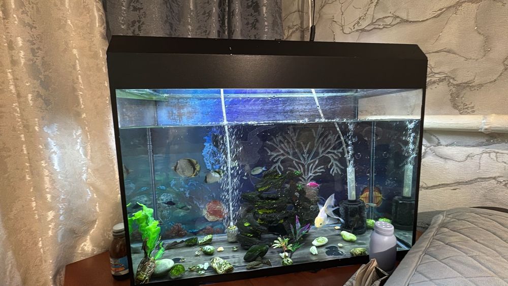 Аквариум балықтарымен