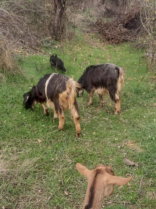 De vânzare două capre gestante