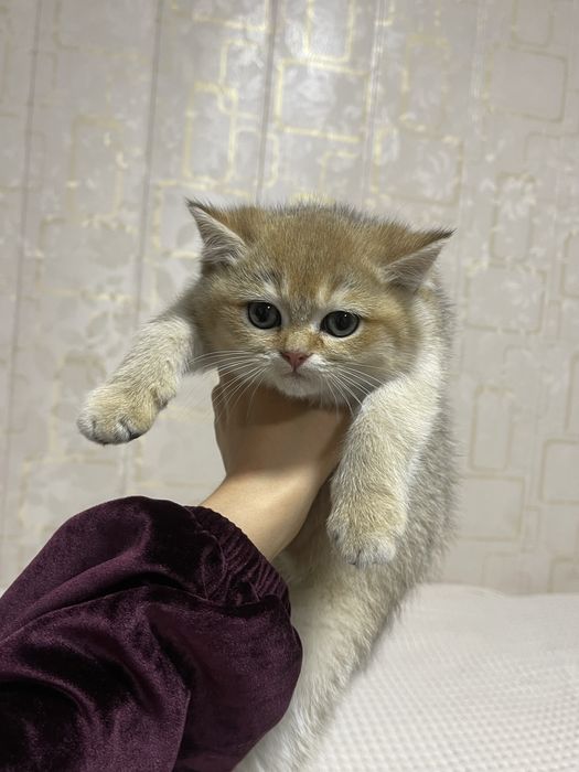 Британка (золотая шиншилла)