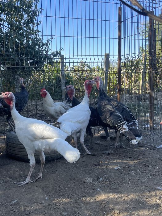 Vand curcani de tara