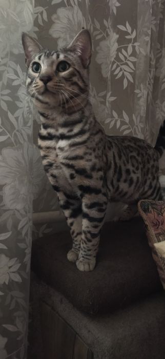 Продам Бенгальского кота