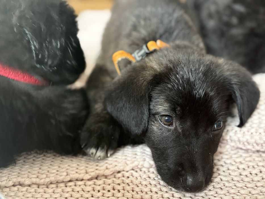 Donez cateluse ( pana in 5-6 saptamani)