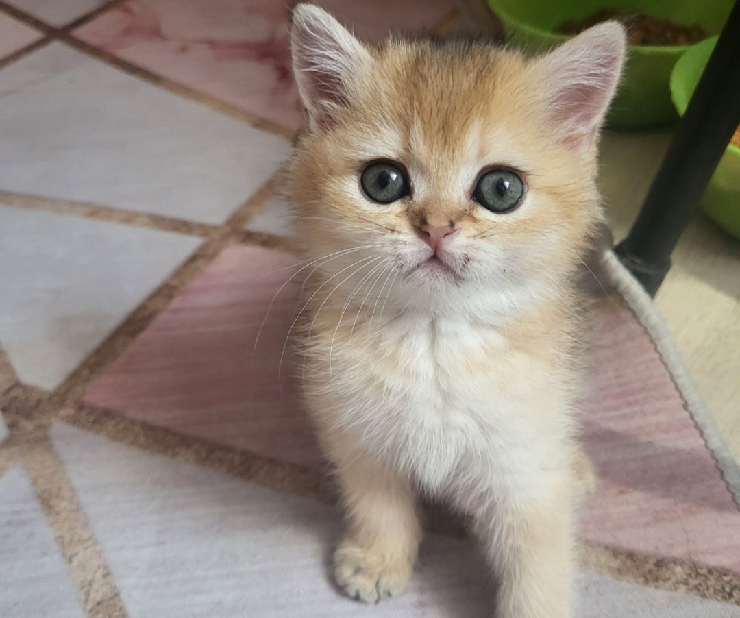 Продаётся котик  3 месяца золотая шиншила