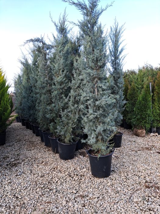 Leilandi chiparos arginti verzi spirale