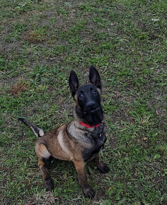 Ciobănesc belgian malinois