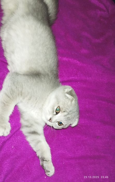Shatlaniskaya mushuk