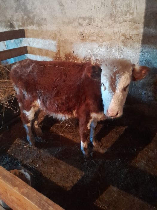 Продам быка 5 месячного