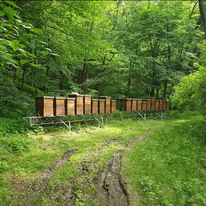 Vând miere de albine