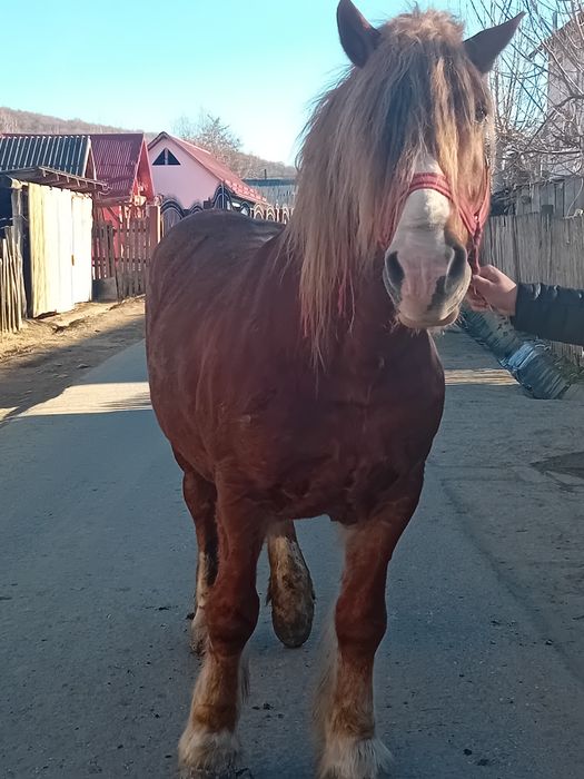 Vând cal cuminte și blând