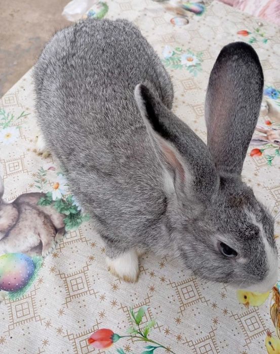 VÂND 6 Iepurași 5 Luni!