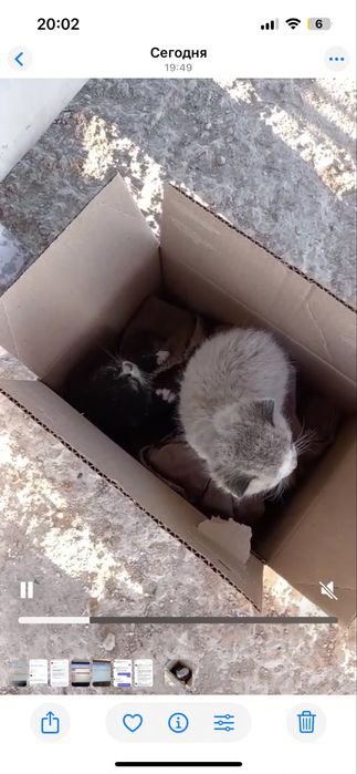 Отдам котят в добрые руки