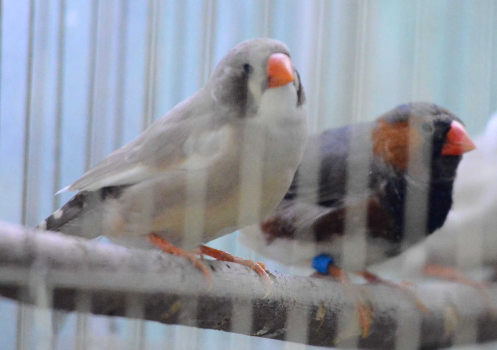 продавам зеброви амадини джъмбо, различни мутации