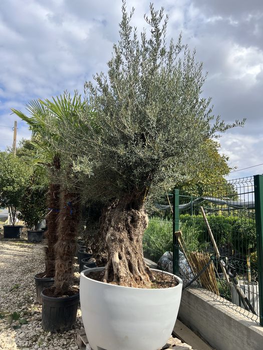 Plante ornamentale leylandii maslin mesteacan arizoniva ienupar