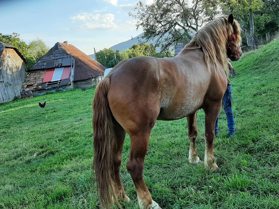 De vânzare un harmasar de 5 ani blând curat la picioare trage suta pe