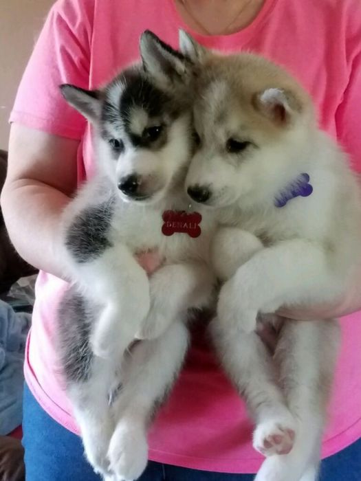 Husky siberian/ ochii albastri