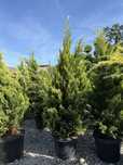 Vand leylandii/leylandii gold calitate extra