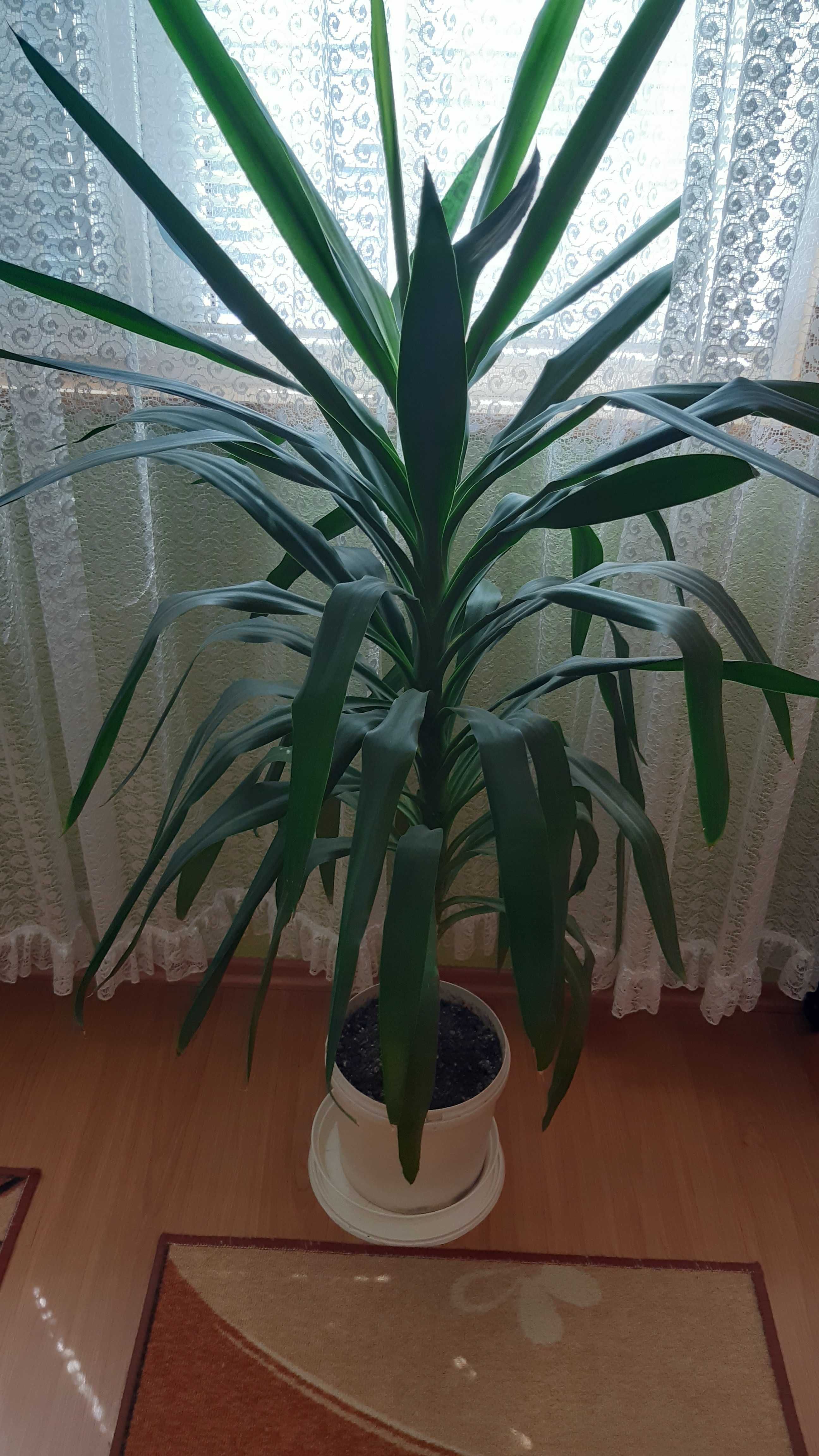 Стайна Юка 130 см