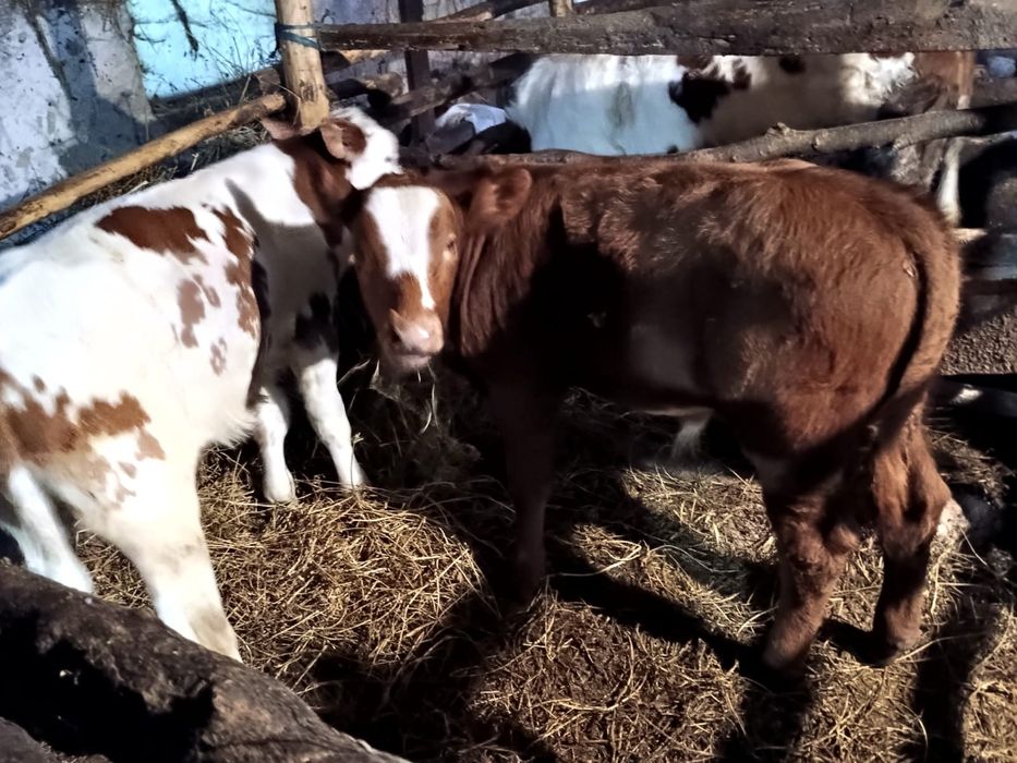Vitei bălțată și angus