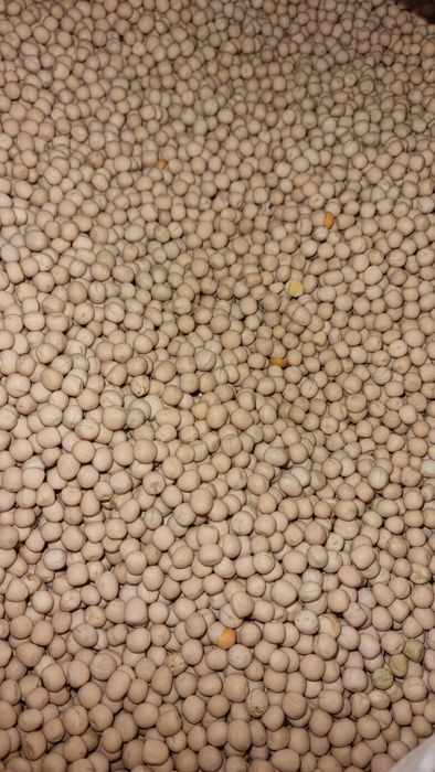 Vând mazare, floare soarelui, porumb, grâu