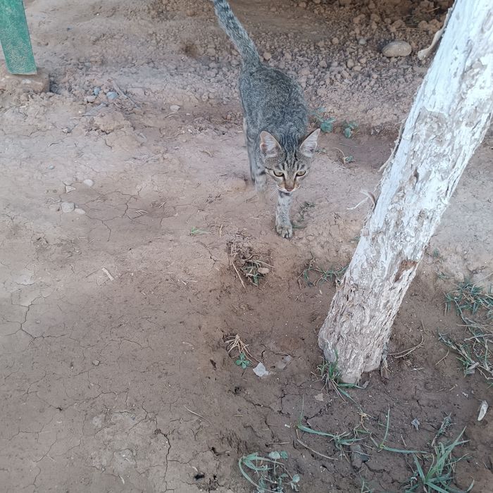 Mushukni sotmoqchiman